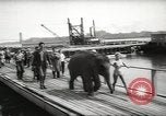 Image of elephant New York United States USA, 1958, second 15 stock footage video 65675058264