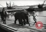 Image of elephant New York United States USA, 1958, second 16 stock footage video 65675058264