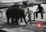 Image of elephant New York United States USA, 1958, second 17 stock footage video 65675058264
