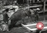 Image of elephant New York United States USA, 1958, second 19 stock footage video 65675058264