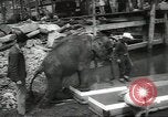 Image of elephant New York United States USA, 1958, second 20 stock footage video 65675058264