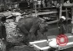 Image of elephant New York United States USA, 1958, second 22 stock footage video 65675058264