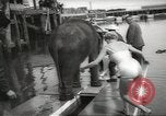 Image of elephant New York United States USA, 1958, second 23 stock footage video 65675058264