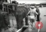 Image of elephant New York United States USA, 1958, second 25 stock footage video 65675058264