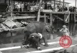 Image of elephant New York United States USA, 1958, second 26 stock footage video 65675058264