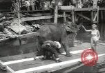 Image of elephant New York United States USA, 1958, second 27 stock footage video 65675058264
