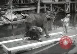 Image of elephant New York United States USA, 1958, second 28 stock footage video 65675058264