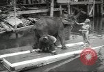 Image of elephant New York United States USA, 1958, second 29 stock footage video 65675058264
