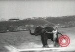 Image of elephant New York United States USA, 1958, second 48 stock footage video 65675058264