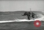 Image of elephant New York United States USA, 1958, second 53 stock footage video 65675058264
