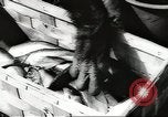 Image of chimpanzee Stuttgart Germany, 1960, second 10 stock footage video 65675058268