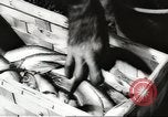 Image of chimpanzee Stuttgart Germany, 1960, second 11 stock footage video 65675058268