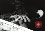 Image of chimpanzee Stuttgart Germany, 1960, second 12 stock footage video 65675058268