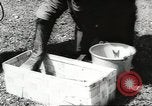 Image of chimpanzee Stuttgart Germany, 1960, second 14 stock footage video 65675058268