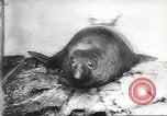 Image of chimpanzee Stuttgart Germany, 1960, second 25 stock footage video 65675058268