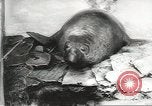 Image of chimpanzee Stuttgart Germany, 1960, second 26 stock footage video 65675058268