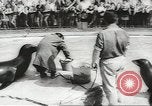 Image of chimpanzee Stuttgart Germany, 1960, second 34 stock footage video 65675058268
