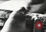 Image of chimpanzee Stuttgart Germany, 1960, second 43 stock footage video 65675058268