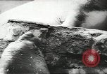Image of chimpanzee Stuttgart Germany, 1960, second 44 stock footage video 65675058268