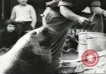 Image of chimpanzee Stuttgart Germany, 1960, second 49 stock footage video 65675058268