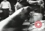 Image of chimpanzee Stuttgart Germany, 1960, second 50 stock footage video 65675058268