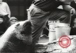 Image of chimpanzee Stuttgart Germany, 1960, second 51 stock footage video 65675058268