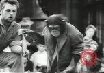 Image of chimpanzee Stuttgart Germany, 1960, second 53 stock footage video 65675058268