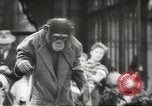 Image of chimpanzee Stuttgart Germany, 1960, second 55 stock footage video 65675058268