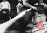 Image of chimpanzee Stuttgart Germany, 1960, second 59 stock footage video 65675058268