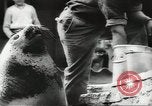 Image of chimpanzee Stuttgart Germany, 1960, second 60 stock footage video 65675058268