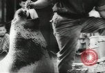 Image of chimpanzee Stuttgart Germany, 1960, second 61 stock footage video 65675058268