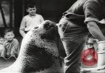 Image of chimpanzee Stuttgart Germany, 1960, second 62 stock footage video 65675058268