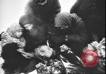 Image of German atrocities against Soviet citizens Soviet Union, 1943, second 9 stock footage video 65675058272