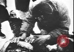 Image of German atrocities against Soviet citizens Soviet Union, 1943, second 16 stock footage video 65675058272