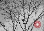 Image of Spring in Leningrad following Siege by Germany Leningrad Russia Soviet Union, 1943, second 9 stock footage video 65675058278