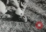 Image of American armed forces cut 90 percent United States USA, 1946, second 45 stock footage video 65675058353