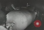 Image of World War 2 operations aboard USS Independence CVL-22 Pacific Theater, 1943, second 17 stock footage video 65675058372