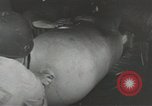 Image of World War 2 operations aboard USS Independence CVL-22 Pacific Theater, 1943, second 20 stock footage video 65675058372