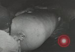 Image of World War 2 operations aboard USS Independence CVL-22 Pacific Theater, 1943, second 24 stock footage video 65675058372