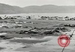 Image of Japanese Zero planes Aleutian Islands Alaska USA, 1943, second 41 stock footage video 65675058412