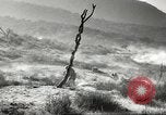 Standbild amerikanische Infanterie Pacific Theater, 1943, aus Sekunde 31 historischem Filmmaterial Videoclip 65675058464