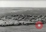 Standbild Herde von Schafen Alberta Kanada, 1943, aus Sekunde 7 historischem Filmmaterial Videoclip 65675058480
