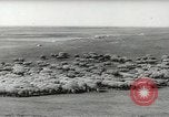 Standbild Herde von Schafen Alberta Kanada, 1943, aus Sekunde 8 historischem Filmmaterial Videoclip 65675058480
