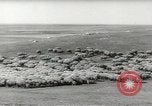 Standbild Herde von Schafen Alberta Kanada, 1943, aus Sekunde 9 historischem Filmmaterial Videoclip 65675058480