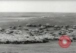 Standbild Herde von Schafen Alberta Kanada, 1943, aus Sekunde 10 historischem Filmmaterial Videoclip 65675058480