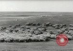 Standbild Herde von Schafen Alberta Kanada, 1943, aus Sekunde 11 historischem Filmmaterial Videoclip 65675058480