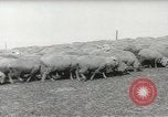 Standbild Herde von Schafen Alberta Kanada, 1943, aus Sekunde 12 historischem Filmmaterial Videoclip 65675058480