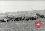 Standbild Herde von Schafen Alberta Kanada, 1943, aus Sekunde 13 historischem Filmmaterial Videoclip 65675058480