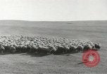 Standbild Herde von Schafen Alberta Kanada, 1943, aus Sekunde 14 historischem Filmmaterial Videoclip 65675058480