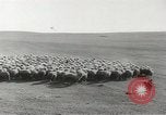 Standbild Herde von Schafen Alberta Kanada, 1943, aus Sekunde 15 historischem Filmmaterial Videoclip 65675058480
